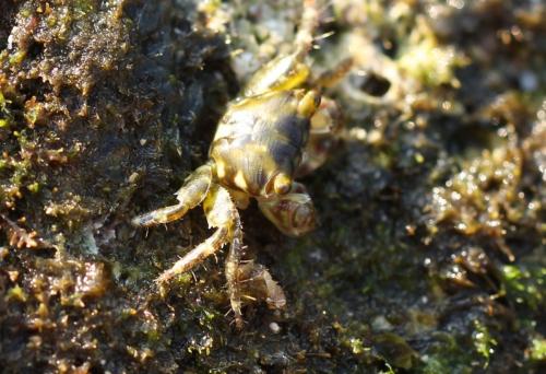 Réf. 196 875 : Pachygrapsus minutus
